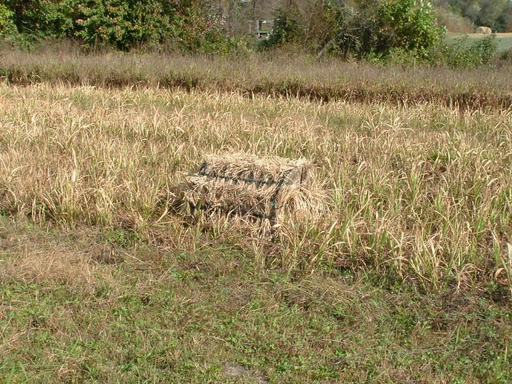 raffia grass camo