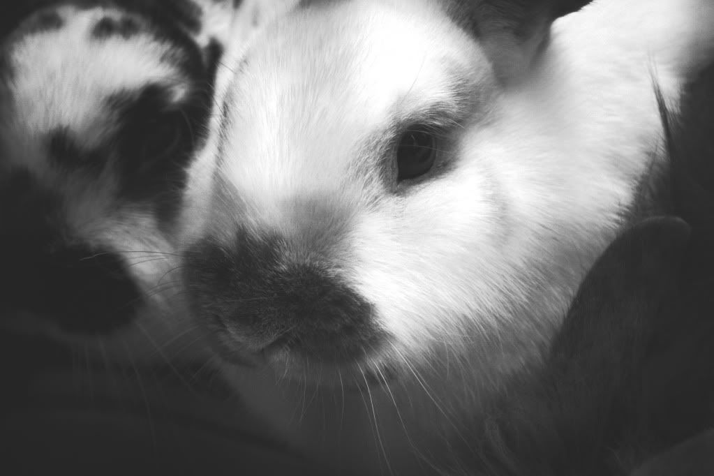 bunny.jpg 