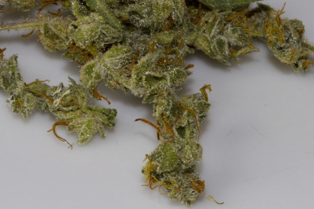 dr grinspoon strain
