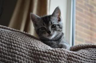 DSC_0515-Copy.jpg~original