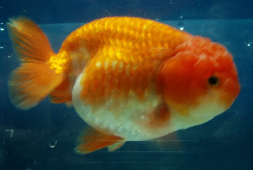 Ranchu naranja, Red Ranchu