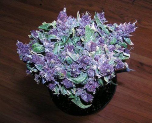 purplegorilla.jpg