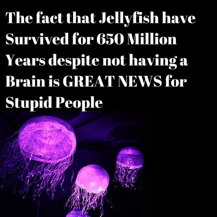 stipid%20jelly.jpg