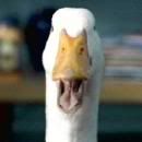 duck.jpg