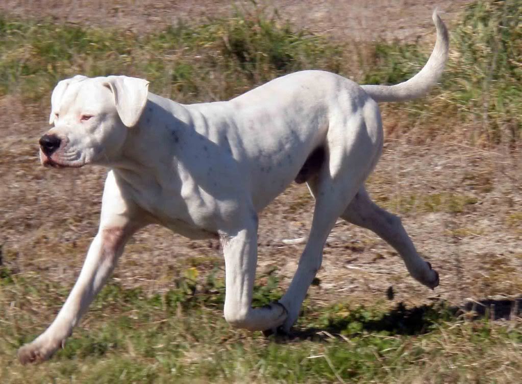 Dogo+argentino+hunting+dog