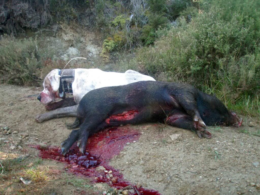 50 kg Wild boar