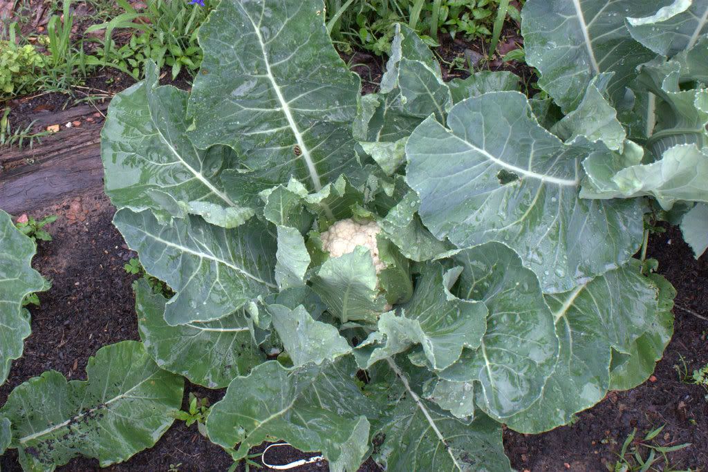 How far apart should broccoli be planted information