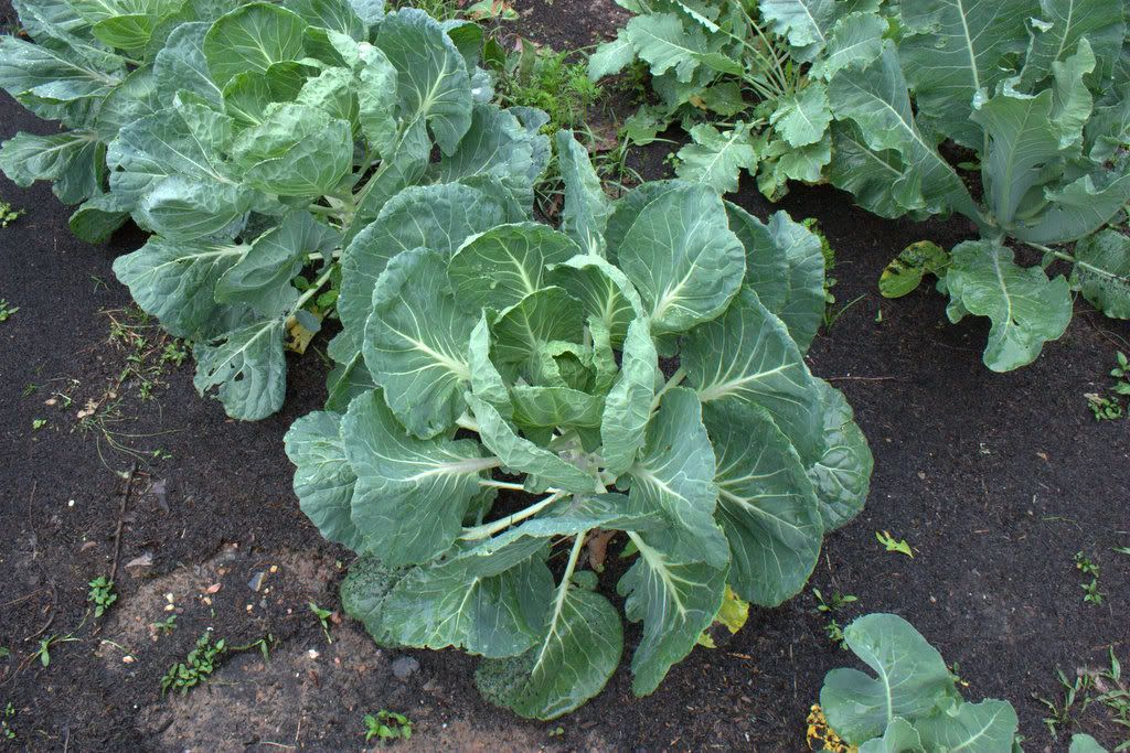 My 2011 Garden (Pictures) • Gardening