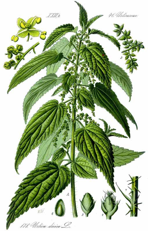 Nettle Pictures, Images and Photos