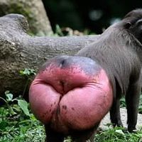 Poze Animale By Viore Constantinescu Photobucket